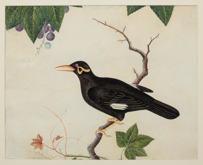 Chinese painting of a Myna bird (Gracula Religiosa) | MasterArt